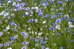 Mélanges de graines pour prairies fleuries en vente pour jardiniers et professionnels